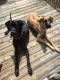Great Dane Puppies for sale in Allendale Charter Twp, MI, USA. price: NA