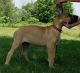 Great Dane Puppies for sale in Fremont, MI, USA. price: $1,000