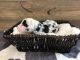 Great Dane Puppies for sale in Woodburn, IN 46797, USA. price: NA