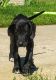Great Dane Puppies for sale in Fenwick, MI 48834, USA. price: NA