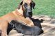Great Dane Puppies for sale in San Tan Valley, AZ, USA. price: NA