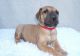 Great Dane Puppies for sale in Chicago, IL 60638, USA. price: $400