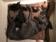 Great Dane Puppies for sale in Merritt Island, FL, USA. price: NA