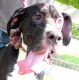 Great Dane Puppies for sale in Louisville, KY, USA. price: NA