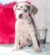 Great Dane Puppies for sale in Louisville, KY, USA. price: $800
