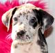 Great Dane Puppies for sale in Louisville, KY, USA. price: $800