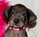 Great Dane Puppies for sale in Louisville, KY, USA. price: $500