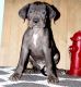 Great Dane Puppies for sale in Louisville, KY, USA. price: $400