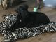 Great Dane Puppies for sale in Lampasas, TX 76550, USA. price: NA