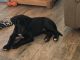 Great Dane Puppies for sale in Lampasas, TX 76550, USA. price: NA