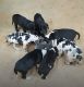 Great Dane Puppies for sale in Salisbury, NC 28147, USA. price: NA