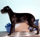 Great Dane Puppies for sale in Louisville, KY, USA. price: $500
