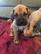Great Dane Puppies for sale in Burgaw, NC 28425, USA. price: NA