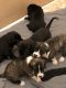 Great Dane Puppies for sale in Aston, PA, USA. price: NA