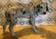 Great Dane Puppies for sale in Philadelphia, PA, USA. price: $500