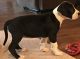 Great Dane Puppies for sale in Indianapolis, IN, USA. price: $500