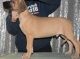 Great Dane Puppies for sale in Richmond, VA, USA. price: NA