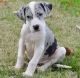 Great Dane Puppies for sale in Lowell, MA 01851, USA. price: $600