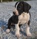 Great Dane Puppies for sale in Norwich, CT, USA. price: NA