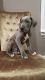 Great Dane Puppies for sale in Loogootee, IN 47553, USA. price: NA