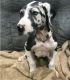 Great Dane Puppies for sale in Kansas City, KS 66117, USA. price: NA