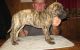 Great Dane Puppies for sale in Boston, MA 02114, USA. price: $500