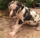 Great Dane Puppies for sale in Houston, TX 77248, USA. price: $500