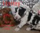 Great Dane Puppies for sale in Marshall, MI 49068, USA. price: NA