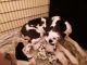 Great Dane Puppies for sale in Port Orange, FL 32127, USA. price: $600
