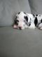 Great Dane Puppies for sale in Corbin, KY 40701, USA. price: NA