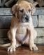 Great Dane Puppies for sale in Saginaw, MI 48604, USA. price: NA