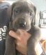 Great Dane Puppies for sale in Decatur, IN 46733, USA. price: NA