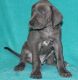 Great Dane Puppies for sale in Newark, NJ 07189, USA. price: NA