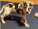 Great Dane Puppies for sale in Denver, CO 80219, USA. price: NA