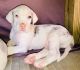 Great Dane Puppies for sale in Fort Oglethorpe, GA, USA. price: NA