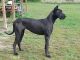 Great Dane Puppies for sale in Fremont, MI, USA. price: NA