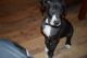 Great Dane Puppies for sale in Midland, MI 48640, USA. price: NA