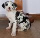 Great Dane Puppies for sale in Chappells, SC 29037, USA. price: NA