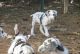 Great Dane Puppies for sale in Philadelphia, PA 19116, USA. price: $650