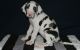 Great Dane Puppies for sale in Bowling Green, KY, USA. price: NA