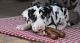 Great Dane Puppies for sale in Chicago, IL 60668, USA. price: $400