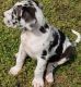 Great Dane Puppies for sale in Jonesboro, AR, USA. price: NA