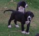 Great Dane Puppies for sale in Houston, TX, USA. price: NA