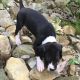 Great Dane Puppies for sale in Georgetown, KY 40324, USA. price: NA