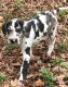 Great Dane Puppies for sale in Alabaster, AL, USA. price: $650