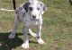 Great Dane Puppies for sale in Corpus Christi, TX, USA. price: NA