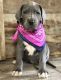 Great Dane Puppies for sale in Columbia, SC, USA. price: $500