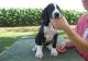Great Dane Puppies for sale in West Lafayette, IN, USA. price: $600