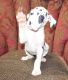 Great Dane Puppies for sale in Scottsdale, AZ, USA. price: NA