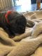 Great Dane Puppies for sale in Akron, OH, USA. price: NA